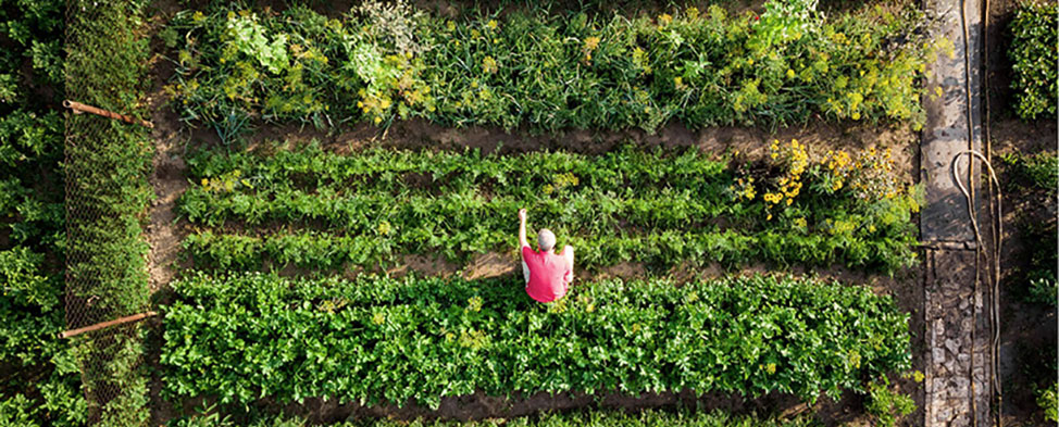 Food Systems