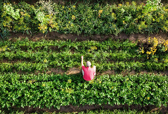 Food Systems