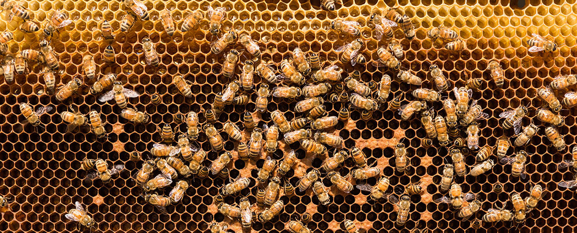 Bees making honey